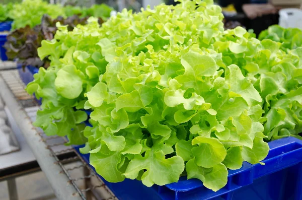 Hydroponic Groenten geteeld in blauwe plastic verpakkingen. — Stockfoto