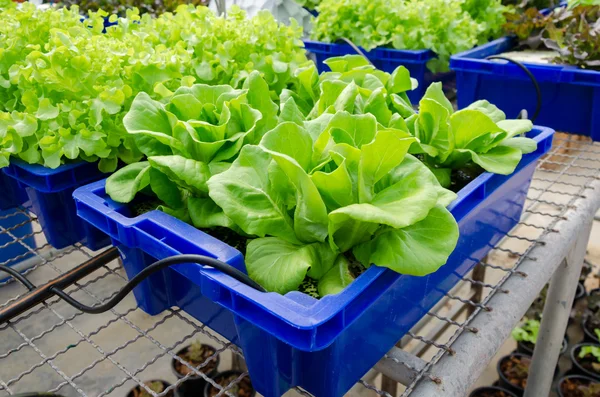 Wasserstoffgemüse, das in blauen Plastikbehältern angebaut wird. — Stockfoto