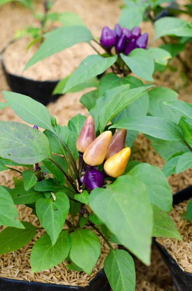 Ornamental Chili - Bolivianske regnbue Chili - Stock-foto