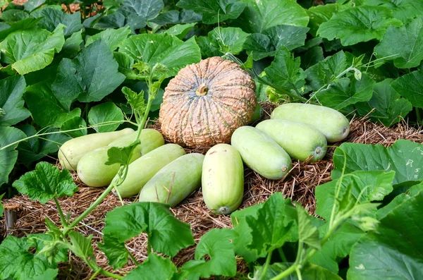 Pumpkin and wax gourd — Stock Photo, Image