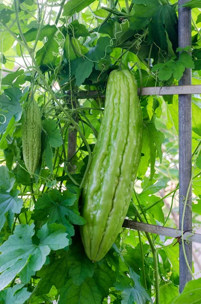 Couro amargo-amargo melão-amargo pepino-bálsamo pêra — Fotografia de Stock