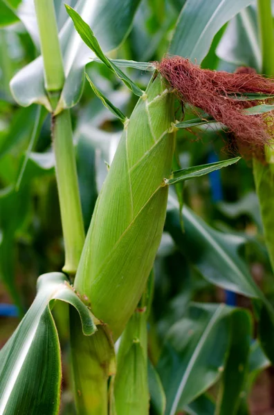 Färsk majs växter — Stockfoto