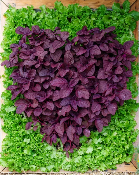 Las plantas ornamentales es la forma del corazón . —  Fotos de Stock