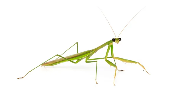 Mantide su sfondo bianco — Foto Stock