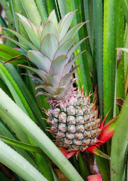 Tropische vruchten van ananas veld — Stockfoto