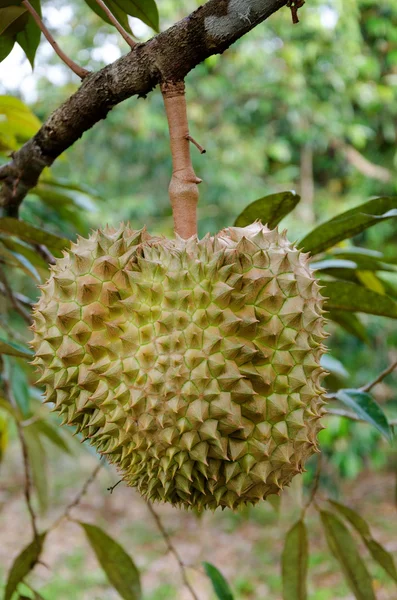 Durian — Zdjęcie stockowe