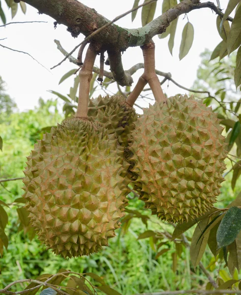 Durian — Stok Foto