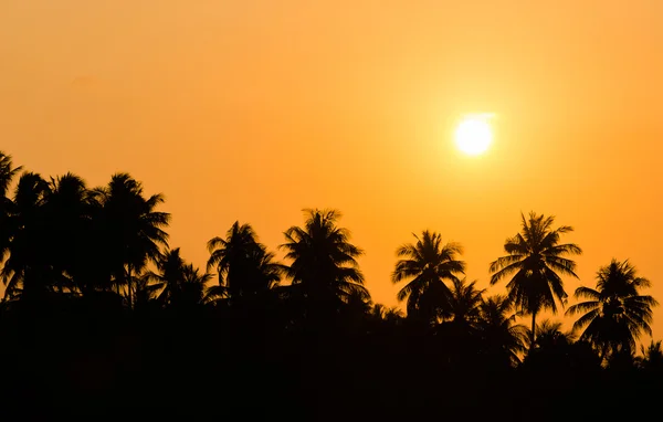 Silhueta de coco durante o pôr-do-sol — Fotografia de Stock