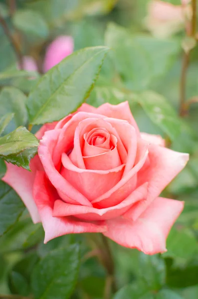 Piękna różowa róża w ogrodzie Zdjęcia Stockowe bez tantiem