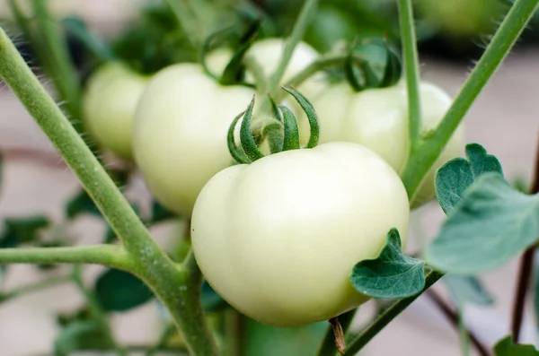 White tomato — Stock Photo, Image