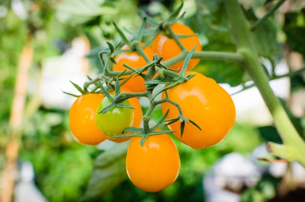 Färska gula tomater — Stockfoto