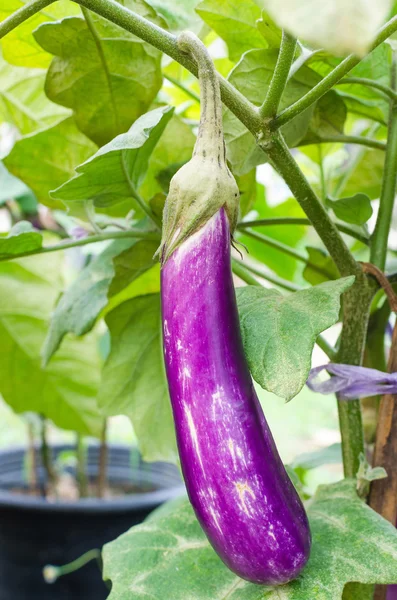 Violet eggplant — Stock Photo, Image