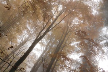 beskidy mountains için sonbahar orman