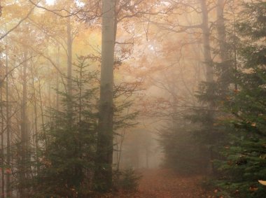 beskidy mountains için sonbahar orman
