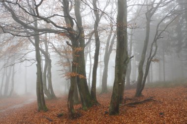 beskidy mountains için sonbahar orman