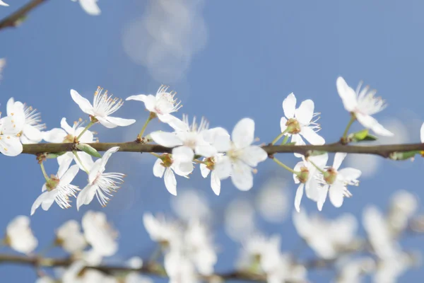 Fiore di ciliegio — Foto Stock