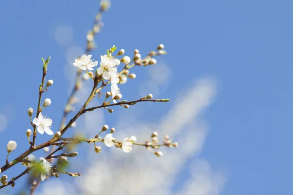 Flor de cerezo — Foto de Stock