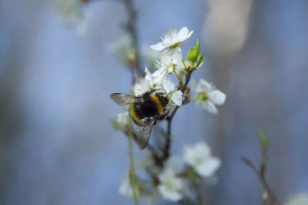 Humla på en vilda körsbär blommor — Stockfoto