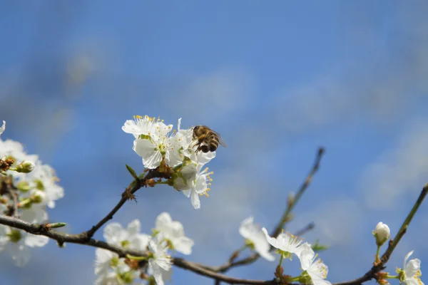 对野生樱桃花蜂 — 图库照片