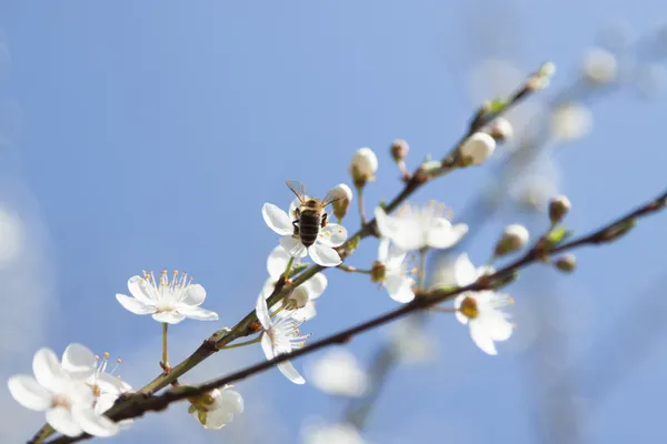 Abelha em uma cereja selvagem Flores — Fotografia de Stock