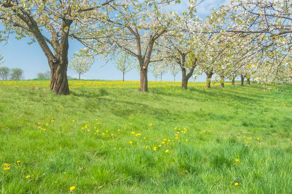 Sonnenbeschienener Obstgarten Blüht Monat Mai — Stockfoto