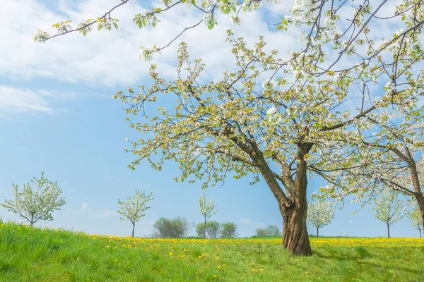 Sonnenbeschienener Obstgarten Blüht Monat Mai — Stockfoto