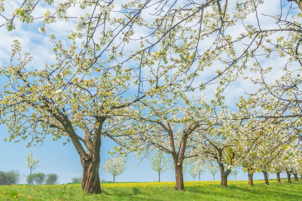 Sunlit Orchard Bloom Month May — Photo