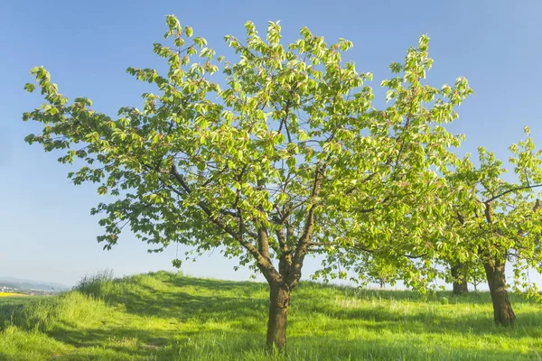 Huerto Una Colina Primavera Mes Mayo Cielo Despejado Soleado — Foto de Stock