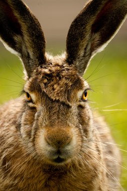 Avrupa hare portre portre