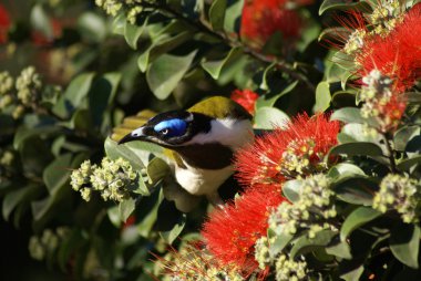 Mavi yüzlü honeyeater