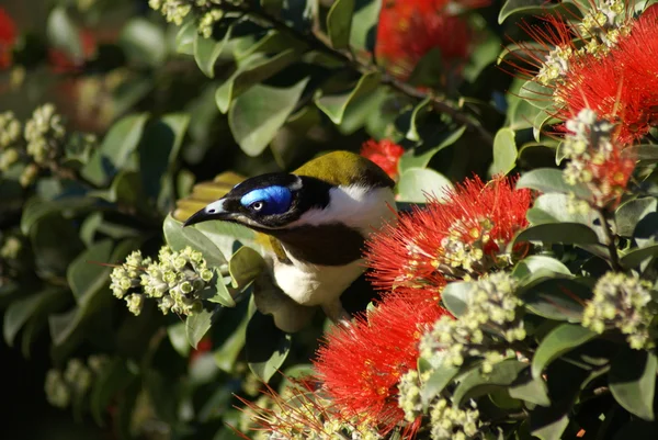 Blue-faced honeyeater — Stock Photo, Image