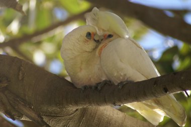 Little corella couple in courtship clipart