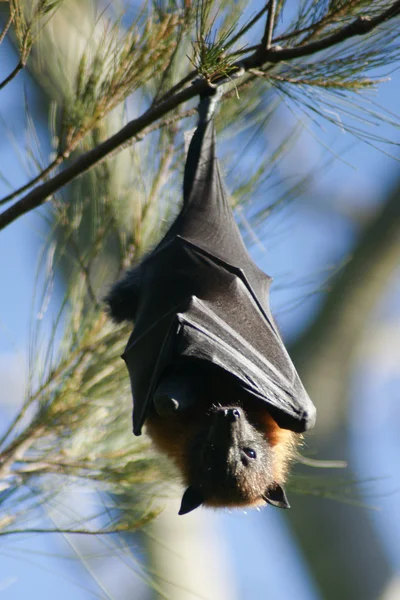 Γκρι-με επικεφαλής το flying fox — Φωτογραφία Αρχείου