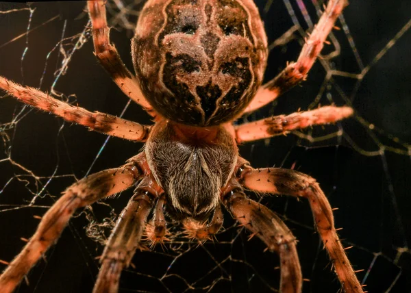 Macro araña de jardín europeo — Foto de Stock