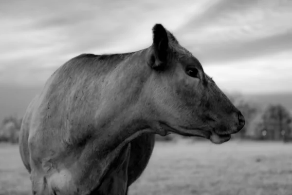 Profil krávy v černé a bílé — Stock fotografie