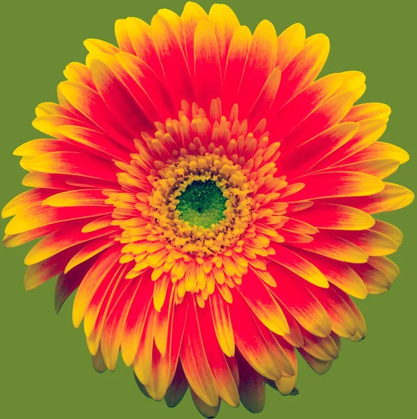 Yellow gerbera macro — Stock Photo, Image