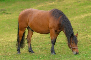 kahverengi at otlatma