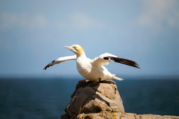 Northern gannet with wings spread — Stock Photo, Image