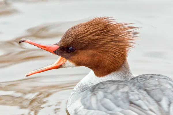 Goosander retrato feminino — Fotografia de Stock