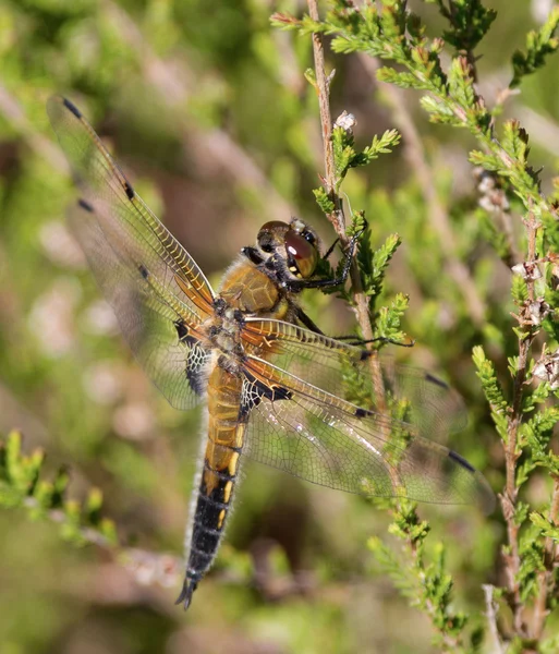 Μαύρο ακοντιστής dragonfly μακροεντολή — Φωτογραφία Αρχείου