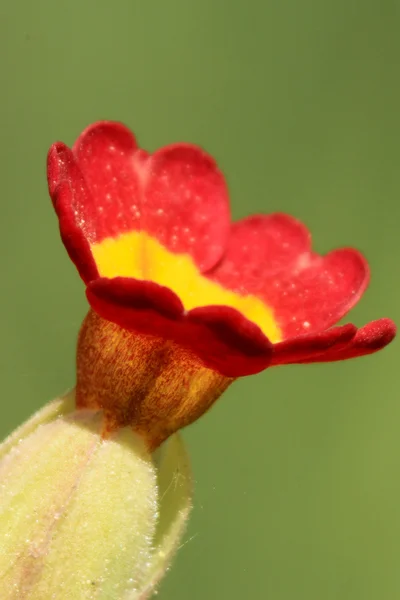 Çiçeği makro — Stok fotoğraf