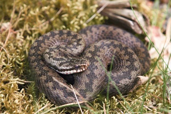 Northern viper in closeup