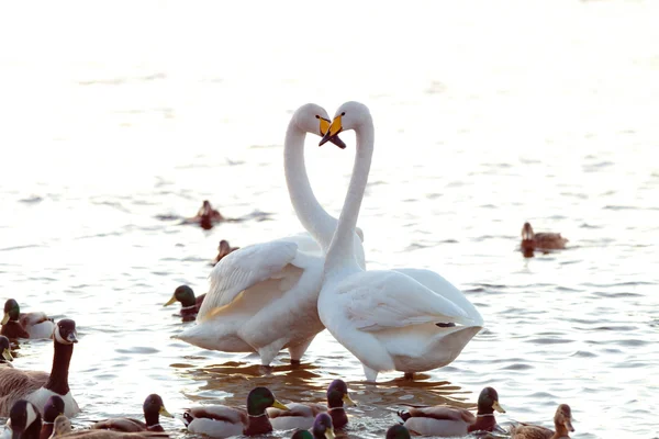 Whooper swan couple amongst ducks — Stock Photo, Image