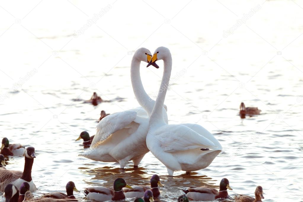 Whooper swan couple amongst ducks