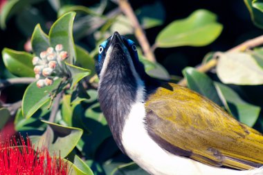 Mavi yüzlü honeyeater portresi