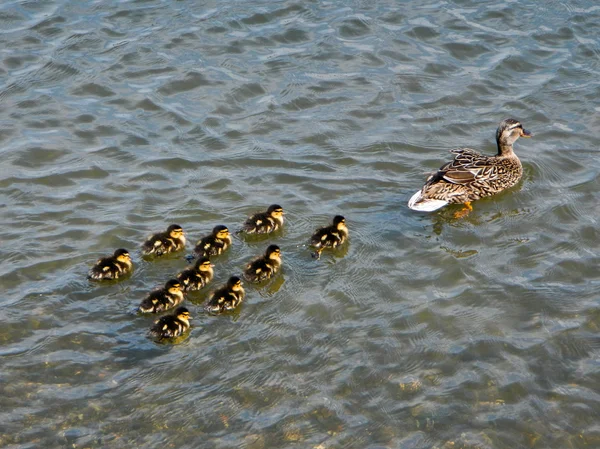 Duck mother with ducklings swimming — Stock Photo, Image