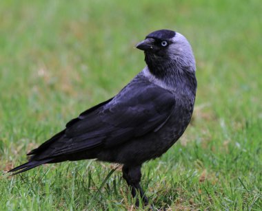 çimlerin üzerine Avrupa küçük karga