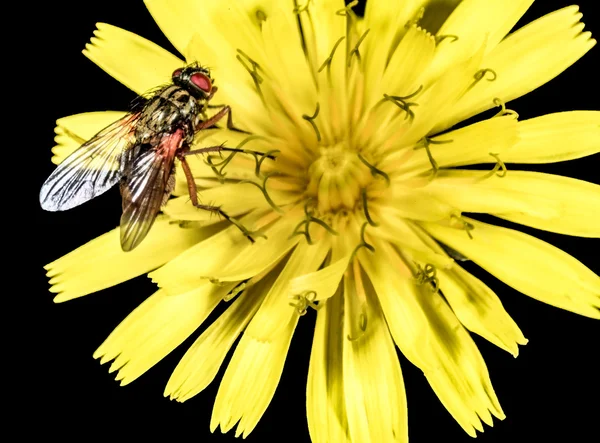 Hoverfly on a yellow flower macro — Stock Photo, Image