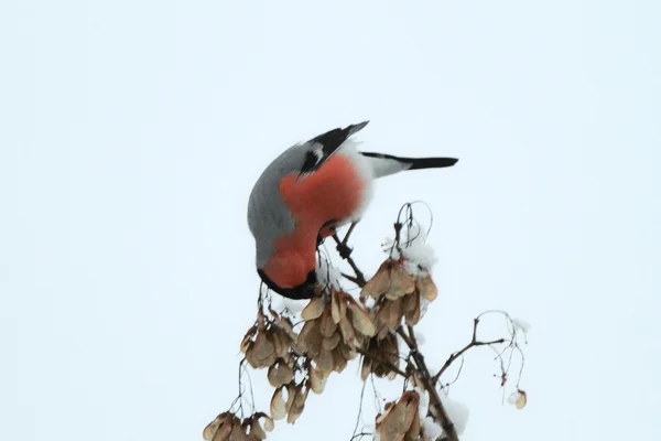 Bullfinch comiendo semillas en una rama — Foto de Stock