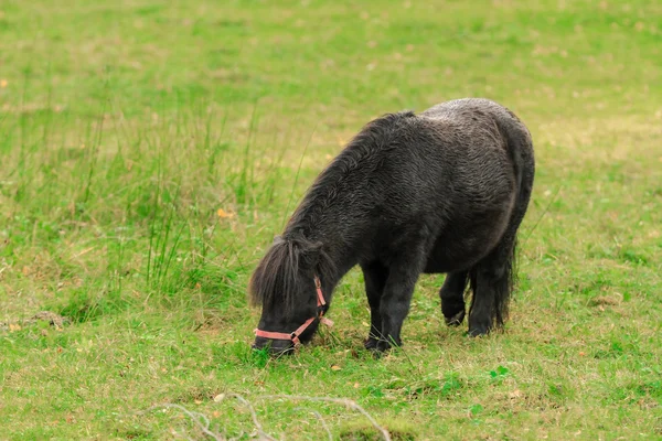 黒い馬の放牧 — ストック写真